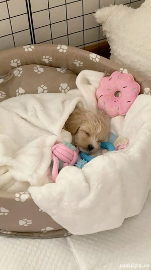 caniche poodle mini toy - imagine 3 caniche poodle mini toy - imagine 3