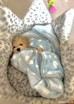 caniche poodle mini toy