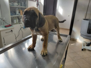 VAND Cane corso pui - imagine 2