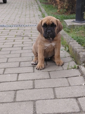 VAND Cane corso pui - imagine 3