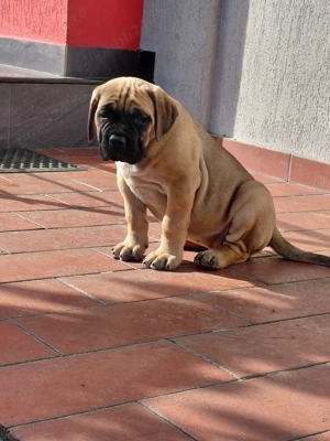 VAND Cane corso pui - imagine 4