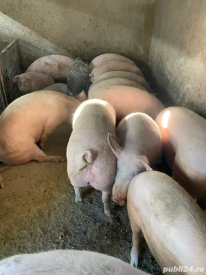 Porci de vanzare - imagine 3