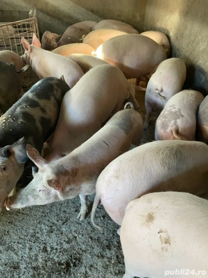 Porci de vanzare - imagine 4