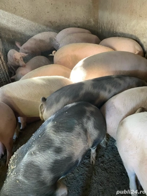 Porci de vanzare - imagine 2