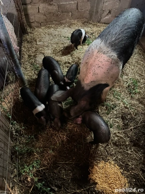 Porci si purcei  - imagine 5