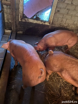 Porci si purcei  - imagine 2