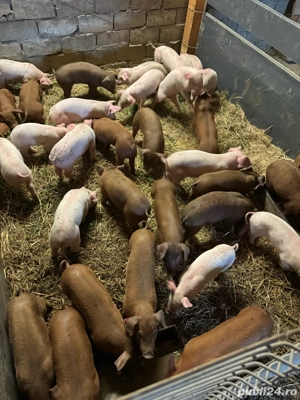 Porci si purcei  - imagine 3