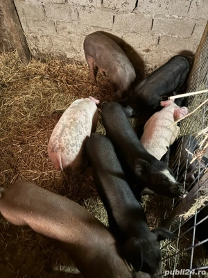 Porci si purcei  - imagine 4