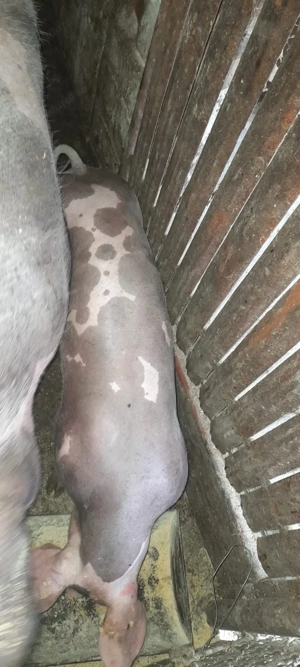 Vand Purcea Pietran Belgian si purcei