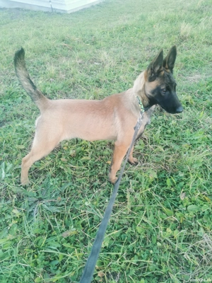 Vând pui femelă cu pedigree  - imagine 2 Vând pui femelă cu pedigree  - imagine 2