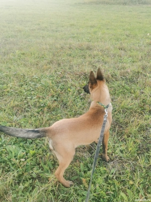 Vând pui femelă cu pedigree 