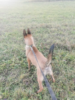 Vând pui femelă cu pedigree  - imagine 4 Vând pui femelă cu pedigree  - imagine 4