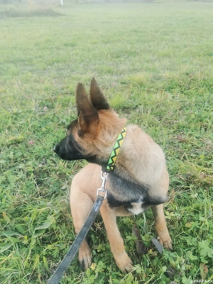 Vând pui femelă cu pedigree  - imagine 3 Vând pui femelă cu pedigree  - imagine 3