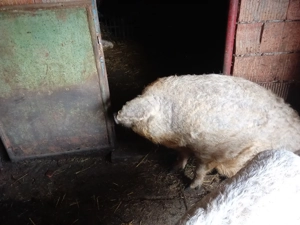 Mangalița  - imagine 2