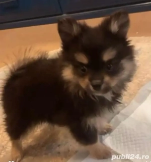 Vând pomeranian