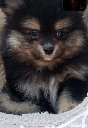 Vând pomeranian - imagine 2
