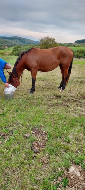 Vind iapa de 4ani ,forte cuminte si blinda ,invatata la ham - imagine 3