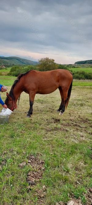 Vind iapa de 4ani ,forte cuminte si blinda ,invatata la ham - imagine 2