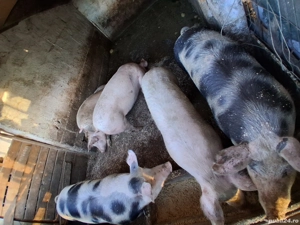 vand porci - imagine 3 vand porci - imagine 3