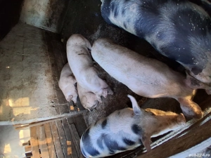 vand porci - imagine 2 vand porci - imagine 2