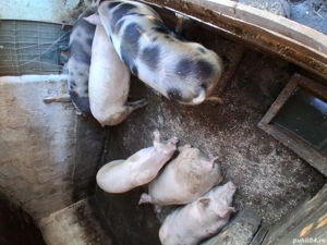vand porci - imagine 4 vand porci - imagine 4