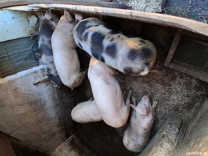 vand porci - imagine 5 vand porci - imagine 5