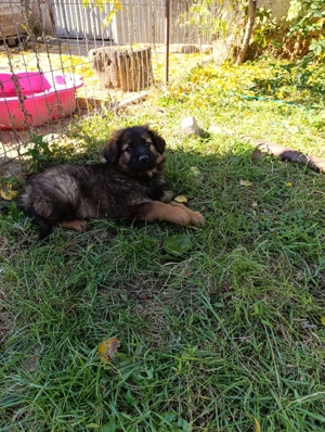 ciobanesc german baietel - imagine 3 ciobanesc german baietel - imagine 3