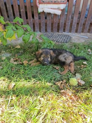 ciobanesc german baietel - imagine 2 ciobanesc german baietel - imagine 2