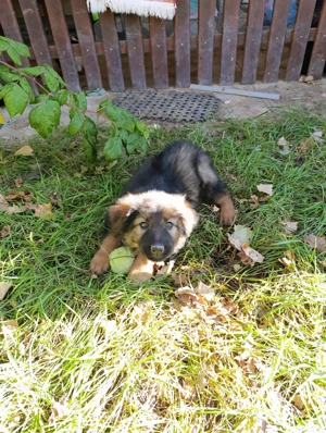 ciobanesc german baietel - imagine 5 ciobanesc german baietel - imagine 5