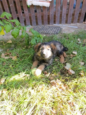 ciobanesc german baietel - imagine 4 ciobanesc german baietel - imagine 4