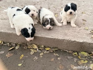 vand ciobanesc de bucovina