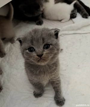 British Shorthair Scotish Fold