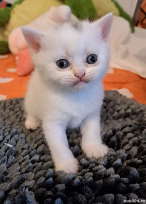 pisicute British Scotish