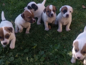 Pui Jack Russell îşi caută stăpâni!