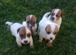 Pui Jack Russell îşi caută stăpâni! - imagine 3