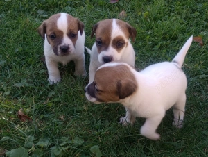 Pui Jack Russell îşi caută stăpâni! - imagine 2