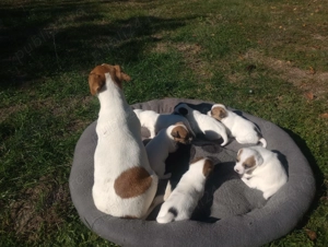 Pui Jack Russell îşi caută stăpâni! - imagine 5