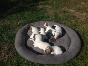 Pui Jack Russell îşi caută stăpâni! - imagine 6