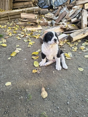 Ciobanesc de Asia Centrala( Alabai)