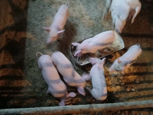 Purcei de vanzare fo - imagine 2