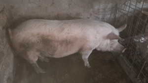 Porci de carne de vinzare