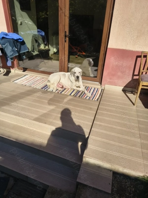 Ciobanesc de Asia Centrala( Alabai) - imagine 5