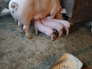 Purcei de vanzare fo - imagine 3