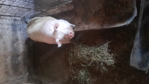 Porci de carne de vinzare - imagine 4 Porci de carne de vinzare - imagine 4