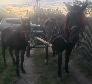 Cârlana de vânzare  - imagine 3