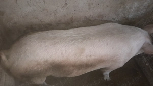 Porci de carne de vinzare - imagine 3 Porci de carne de vinzare - imagine 3