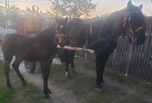 Cârlana de vânzare  - imagine 2