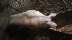 De vinzare porci olt vulpeni - imagine 2