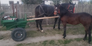 Cârlana de vânzare  - imagine 4