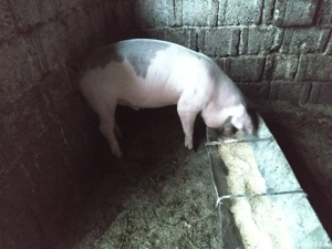 Vand suldani  - imagine 5 Vand suldani  - imagine 5